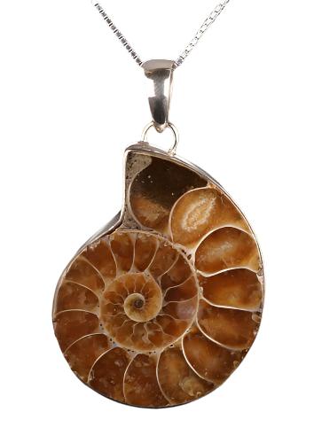 Chunky Ammonite